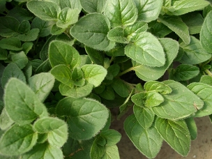 Origanum vulgare hirtum - Greek Oregano